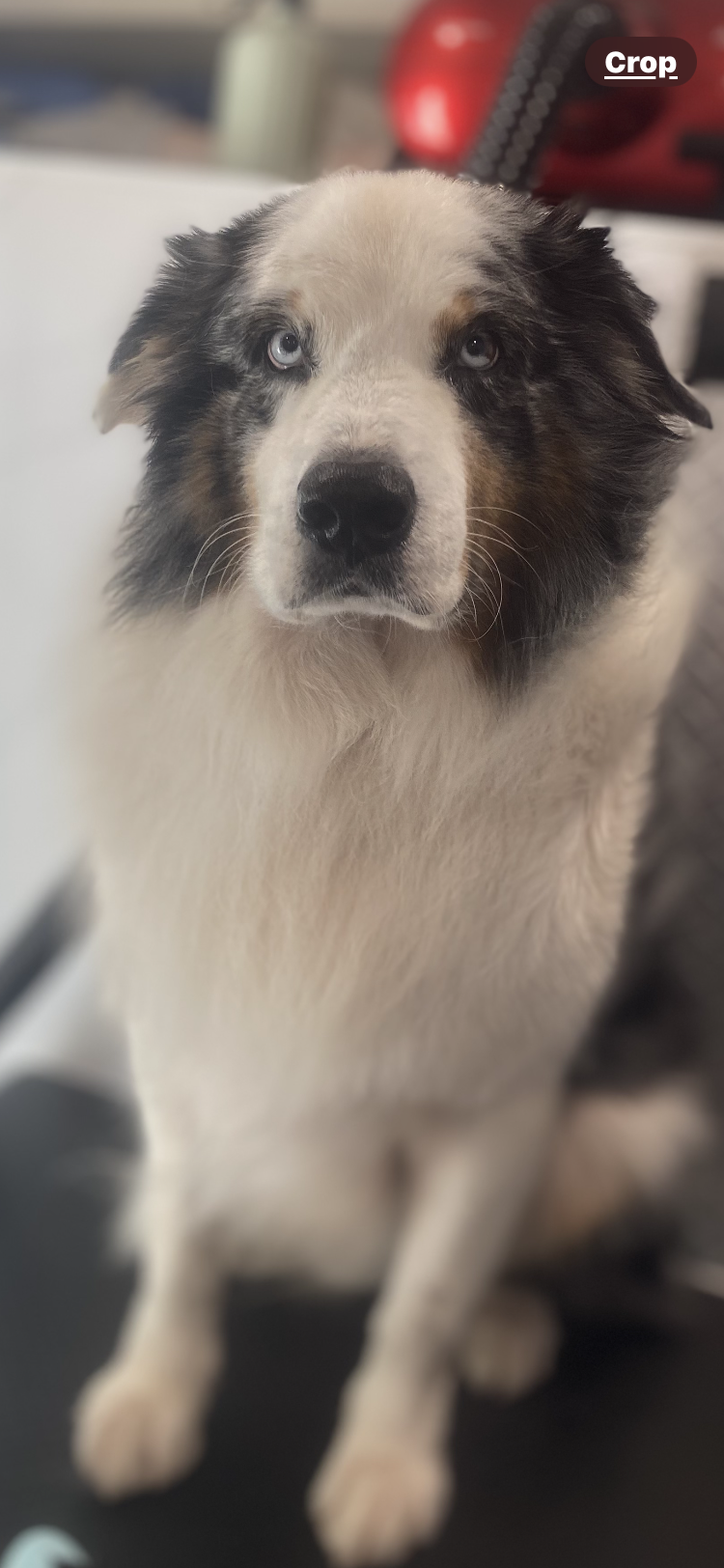 POOCH PARLOUR MOBILE DOG GROOMING  - image 5